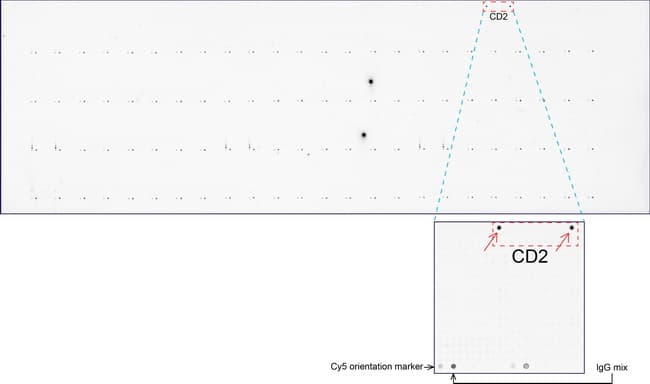 CD2 Antibody (clone UMAB86)