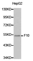 F10 / Factor X Antibody