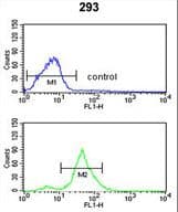 TSPAN12 Antibody (aa232-259)