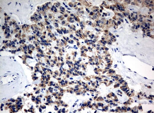 Monoclonal Mouse anti-Human MRPS34 Antibody (clone UMAB125, IHC, IF, WB)