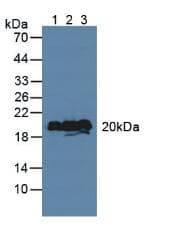 VILIP / VSNL1 Antibody (aa39-184)