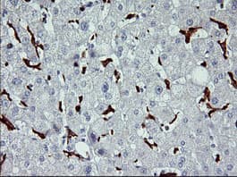 CD163 Antibody (clone OTI1H1, Carrier-free)