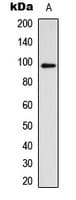 Polyclonal Rabbit anti-Human NR3C1/Glucocorticoid Receptor Antibody (phospho-Ser211, IHC, WB)