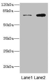 DARS2 Antibody
