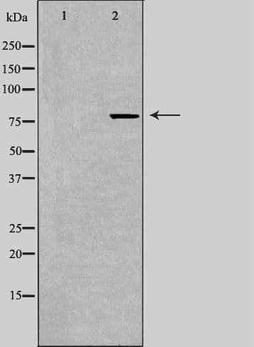 ERIC-1 / TACC3 Antibody