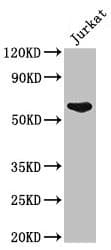 Polyclonal Rabbit anti-Human UAP1 Antibody (IHC, IF, WB)