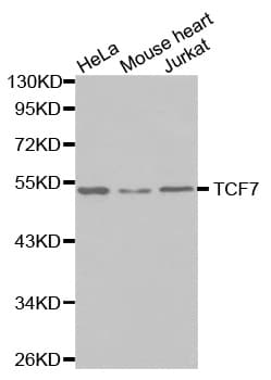 TCF7 Antibody