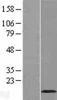 VMA21 / XMEA Protein (Over-Expression Lysate Myc-DDK (Flag))