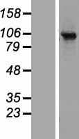 RBSN / Rabenosyn 5 Protein (Over-Expression Lysate Myc-DDK (Flag))