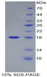 Mouse VEGF 121 Protein (Recombinant His-T7)