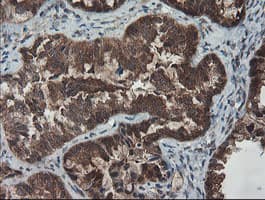 SENP2 Antibody (aa139-523, clone OTI3E7)