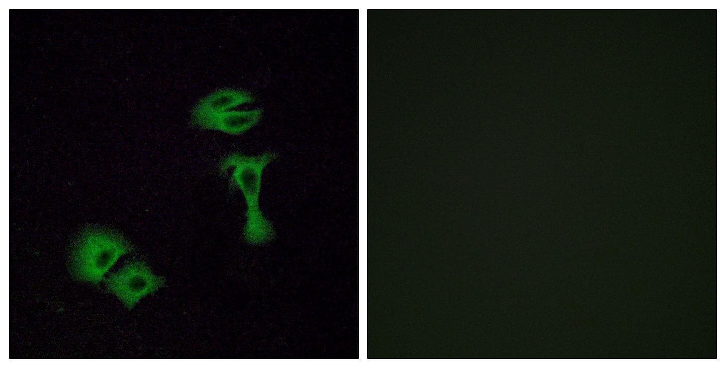 Polyclonal Rabbit anti-Human OR51A2 Antibody (IF, WB)