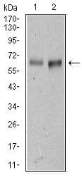 Monoclonal Mouse anti-Human ALCAM / CD166 Antibody (clone 5B3, Amino Acid: 405-524, IHC, WB)
