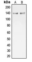 COL20A1 / Collagen XX Antibody (C-Terminus)