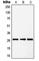 Polyclonal Rabbit anti-Human Securin / PTTG1 Antibody (Internal, IHC, IF, WB)