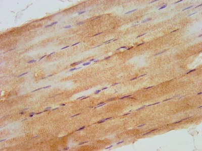ARHU / RHOU Antibody