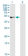 Monoclonal Mouse anti-Human AMBP Antibody (clone 3F1, IF, WB)