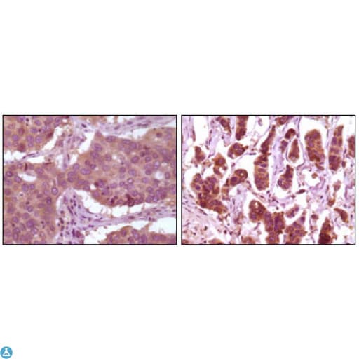 Monoclonal Mouse anti-Human MAPK1 / ERK2 Antibody (IHC, IF, WB)