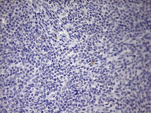 BOULE / BOLL Antibody (clone OTI4C2)
