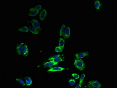 SLC30A6 Antibody