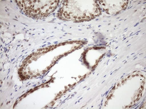 SYF2 / p29 Antibody (aa2-92, clone OTI6A5, Carrier-free)