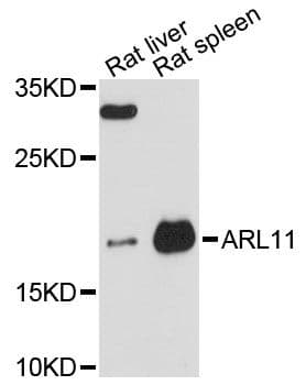 ARL11 Antibody