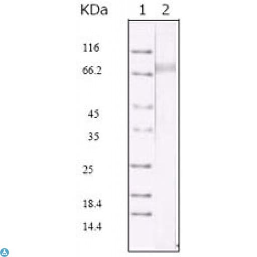 Monoclonal Mouse anti-Human HHV-8 ORF45 Antibody (WB)