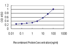 RFC4 Antibody (clone 1C12)