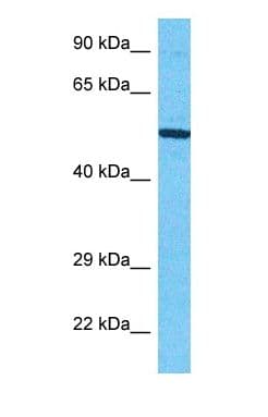 SIGLEC8 Antibody (C-Terminus, HRP)