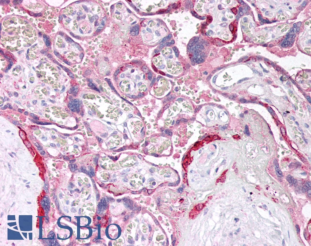 IHC-plus™ ANXA8L1 Antibody