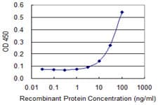 Monoclonal Mouse anti-Human BLVRA Antibody (clone S2, WB)