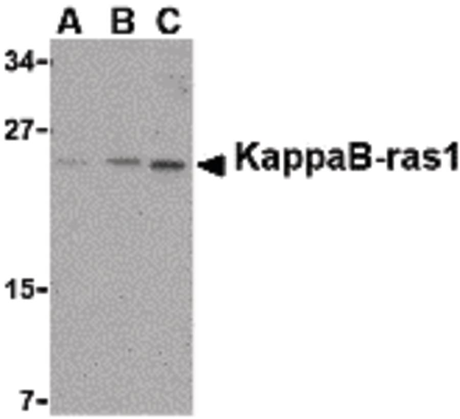 NKIRAS1 Antibody