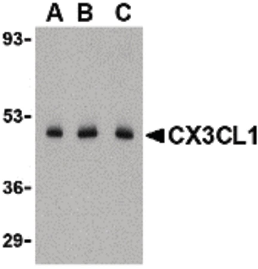 CX3CL1 / Fractalkine Antibody