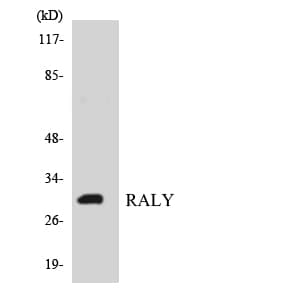 IHC-plus™ RALY Antibody (aa54-103)