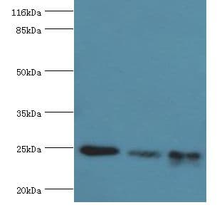 MtTFA / TFAM Antibody (aa43-246)
