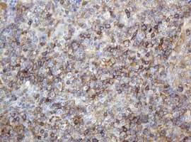 Monoclonal Mouse anti-Human CD99 Antibody (clone OTI4A5, IHC, WB)