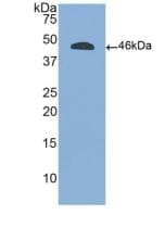 CD45 / LCA Antibody (aa193-575)