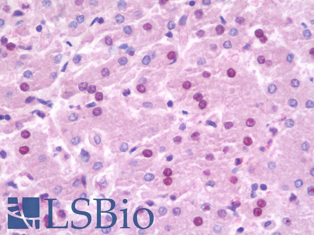 IHC-plus™ NOC3L Antibody (aa415-464)