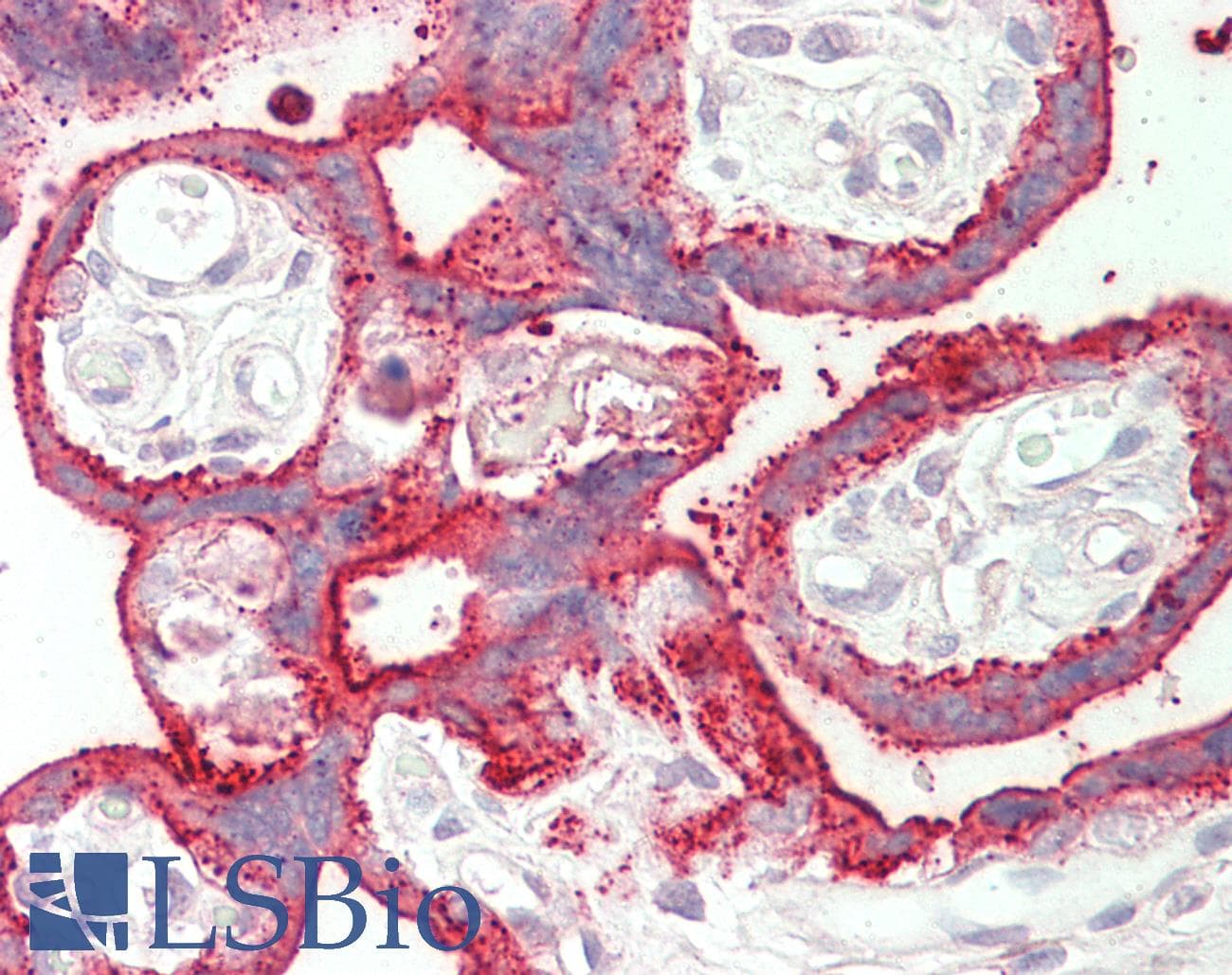 IHC-plus™ SDHAF1 Antibody (aa102-115)