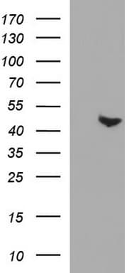 PAAF1 Antibody (clone OTI1F11)