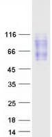 Human CD200R1 / CD200R Protein (Recombinant Myc-DDK (Flag))