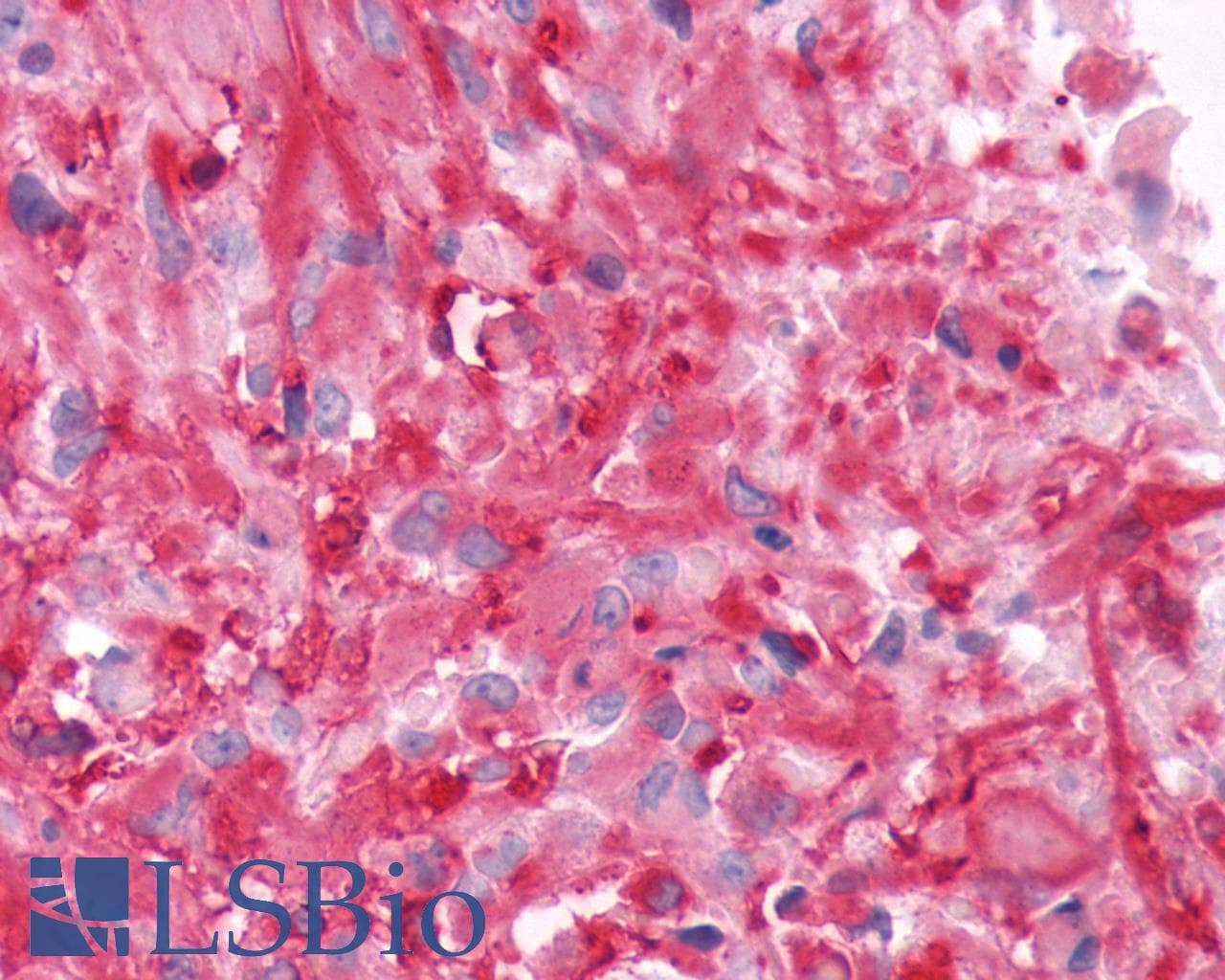 PathPlus™ FZD9 / Frizzled 9 Antibody (N-Terminus)