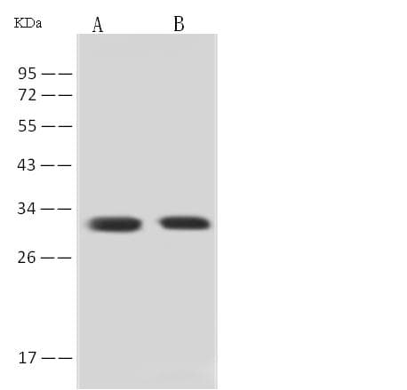 SFN / Stratifin / 14-3-3 Sigma Antibody (Preservative Free)
