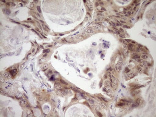 LAG3 Antibody (aa66-332, clone OTI8F6)
