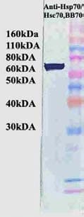 HSP70/73 Antibody (clone BB70)