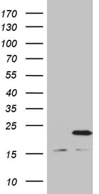 MRPL48 Antibody (clone OTI8E1)