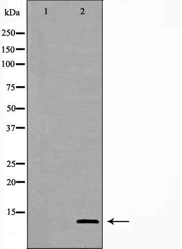 GHRH Antibody
