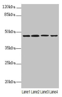 NAPE-PLD Antibody