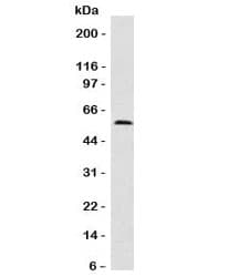 FSCN1 / Fascin Antibody (clone FAN55-1, Azide-free, BSA-free)