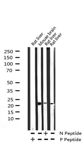 BAD Antibody (phospho-Ser136)